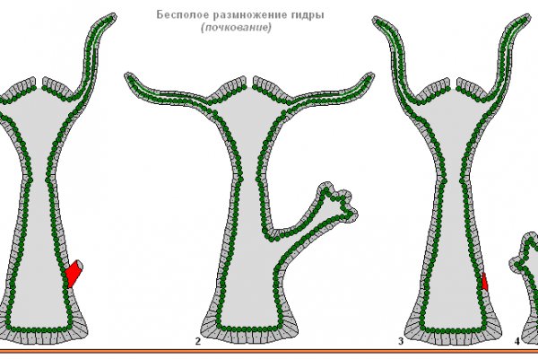 Почему не работает кракен